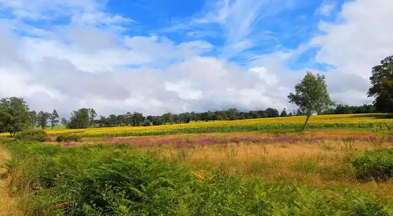 Sommerhus i Montembœuf