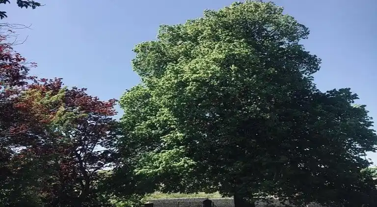 Cottage in Les Avins