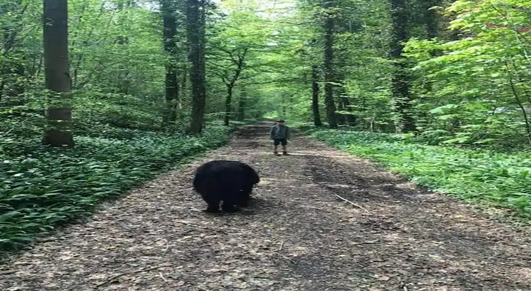 Cottage in Les Avins