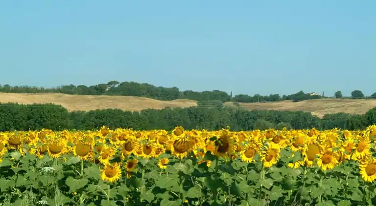 Farm house in Buonconvento