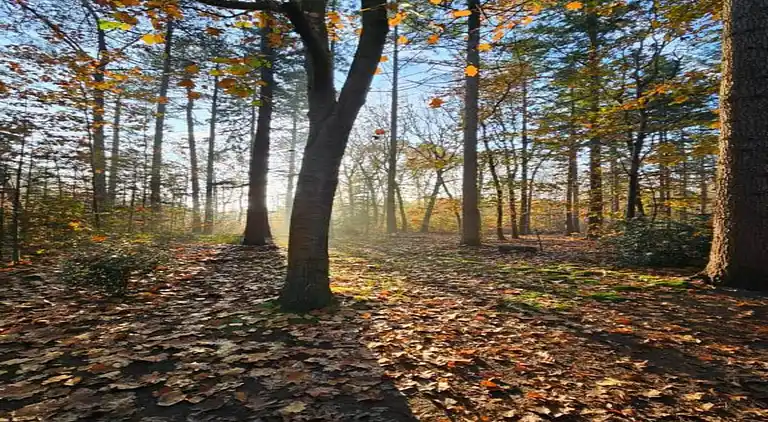Holiday home in Huijbergen