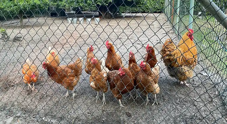 Semesterbostad i Bergen op Zoom