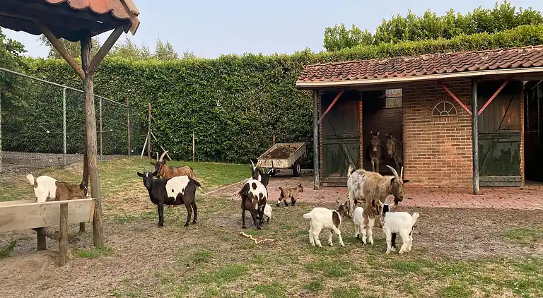Gårdhus i Bergen op Zoom