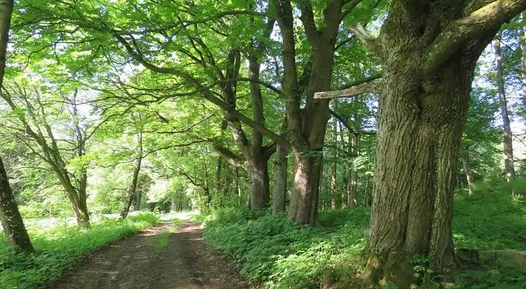 Sommerhus i Milíře