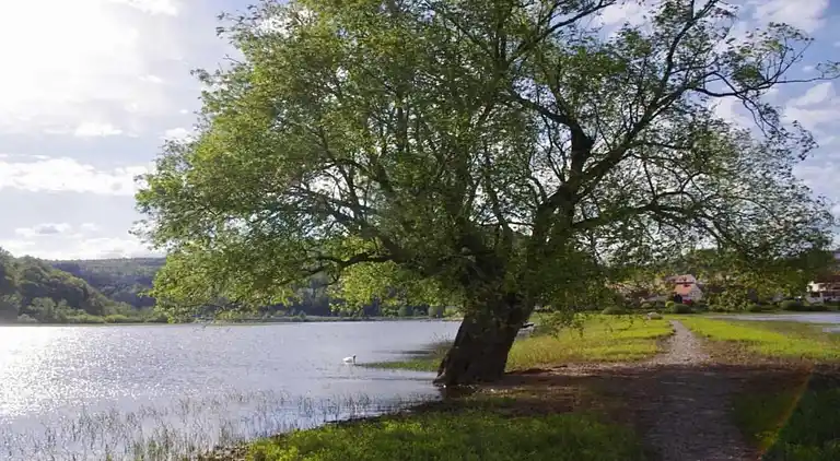 Vakantiehuis in Buchenberg