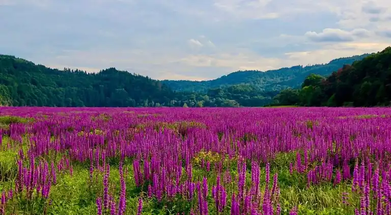 Ferielejlighed i Obernburg