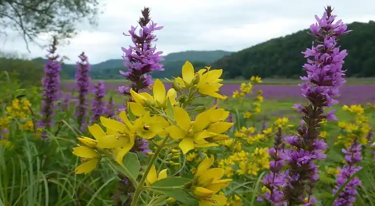 Ferielejlighed i Obernburg
