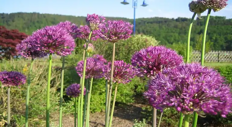 Vakantiehuis in Buchenberg