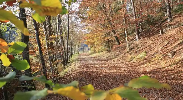 Sommerhus i Eberbach