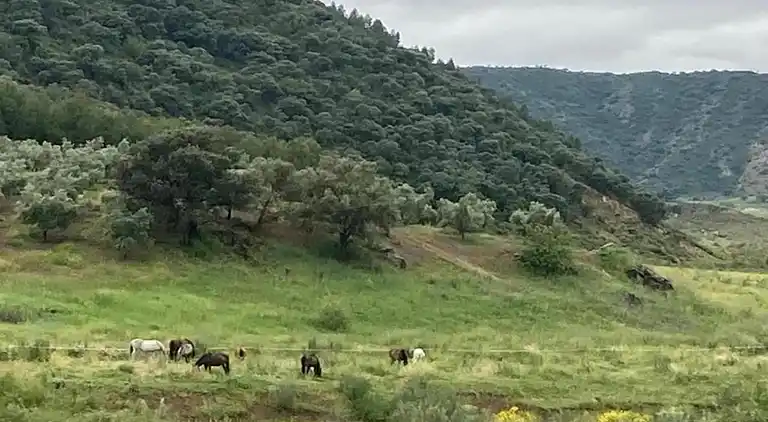 Gårdshus i Fuentes de Cesna