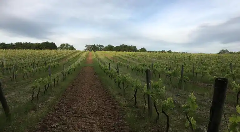 Holiday home in Saint-Cyprien