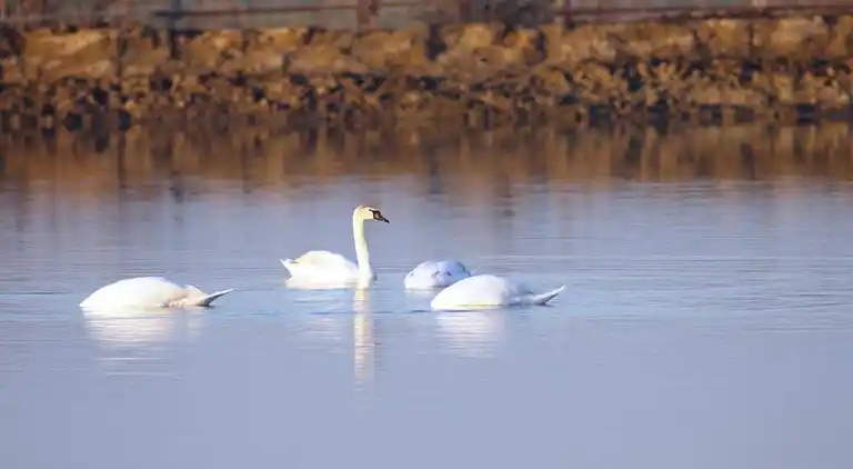 Husvagn  i Lido di Spina