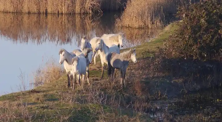 Husvagn  i Lido di Spina