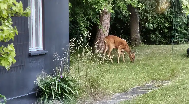 Gemütliches Ferienhaus in Nykøbing Sjælland