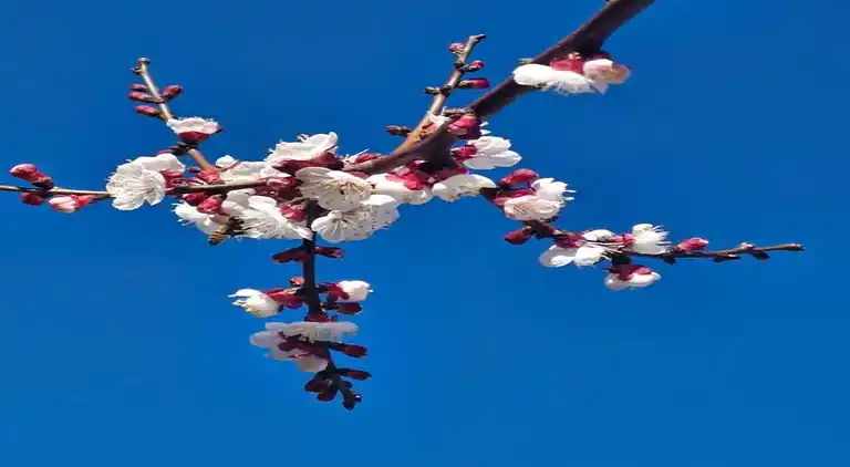 Sommerhus i Montespertoli