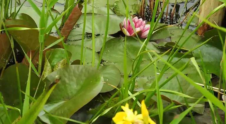 Ferielejlighed i Callantsoog