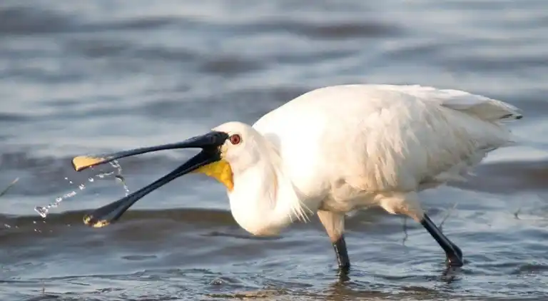 Ferielejlighed i Callantsoog