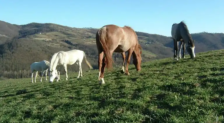 Holiday home in Trevine