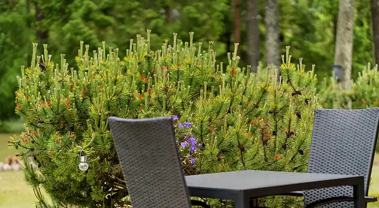 Sommerhusidyl med plads til hygge og eventyr