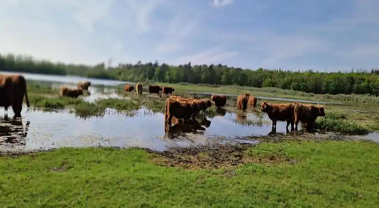 Appartement in Hippolytushoef