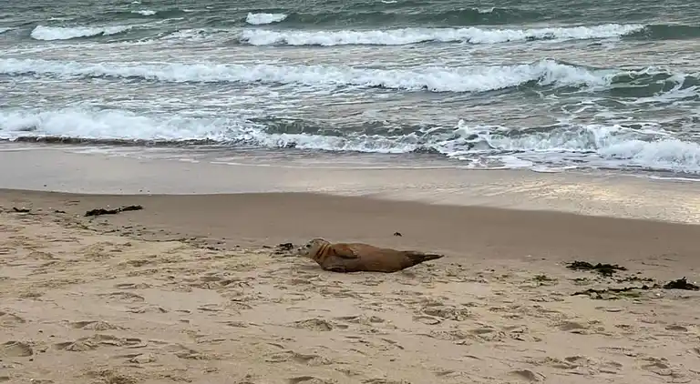 Apartment in Koudekerke