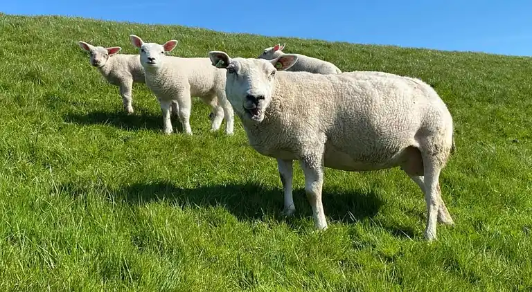 Holiday home in Workum