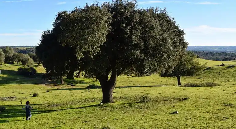 Holiday home in Couvela de São Mateus