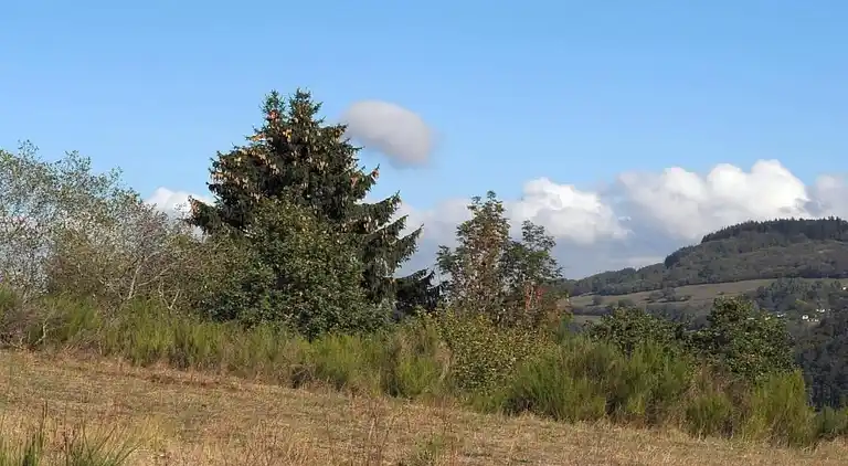 Sommerhus i Ferienhausgebiet Hillenseifen