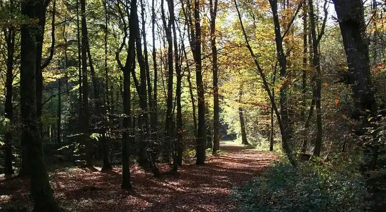 Sommerhus i Ferienhausgebiet Hillenseifen
