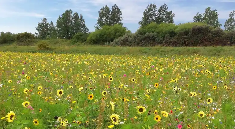 Appartement in Kamperland