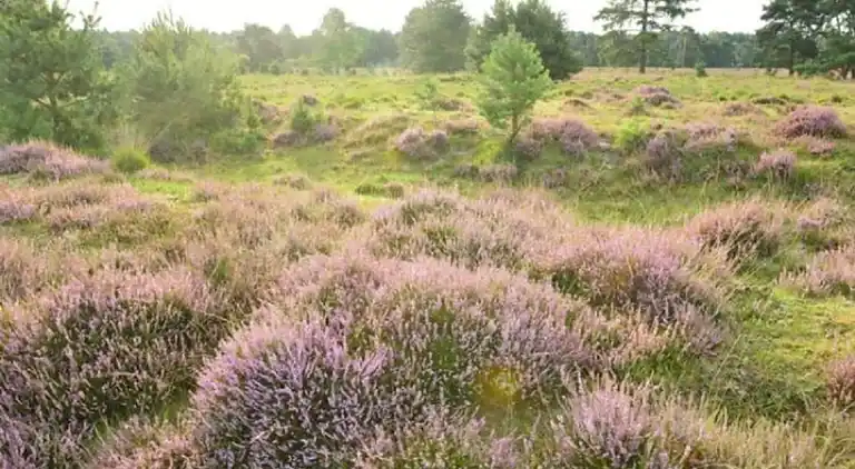 Holiday home in Baarle-Nassau