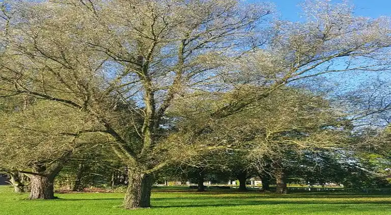 Cottage in Baarle-Nassau