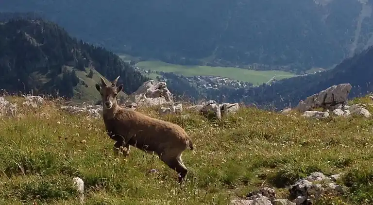 Villa in Saint-Jean-d'Aulps