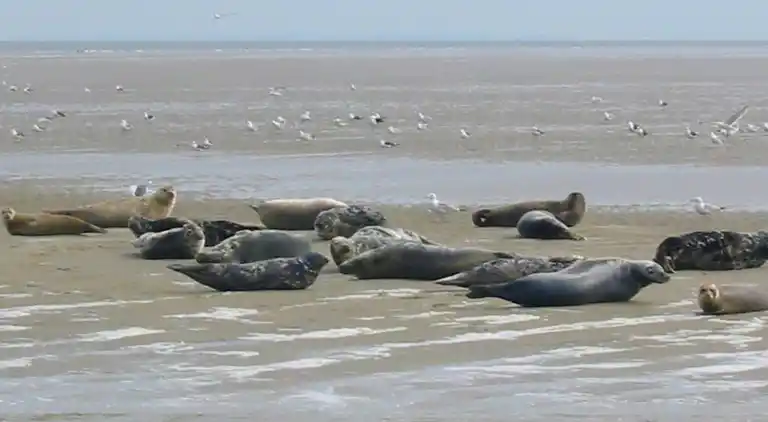 Villa in Hippolytushoef