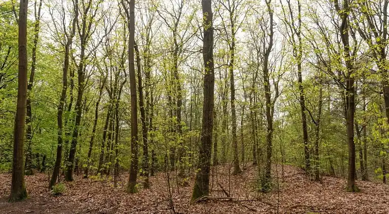 Vakantiehuis in Voorthuizen