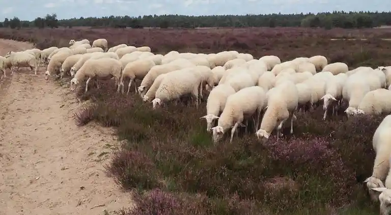 Vakantiehuis in Voorthuizen