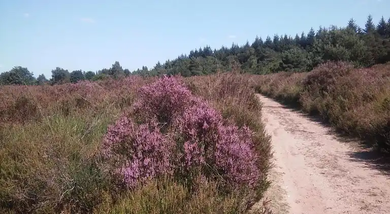 Vakantiehuis in Voorthuizen