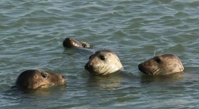 Sommerhus i Wemeldinge