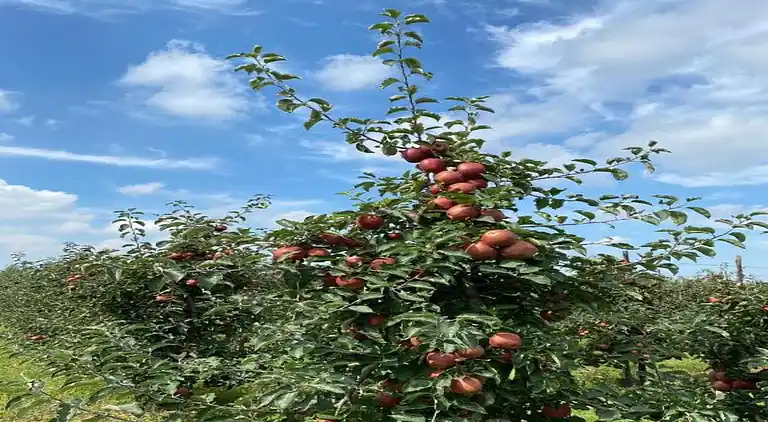 Sommerhus i Wemeldinge