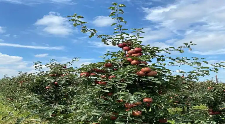 Semesterbostad i Wemeldinge