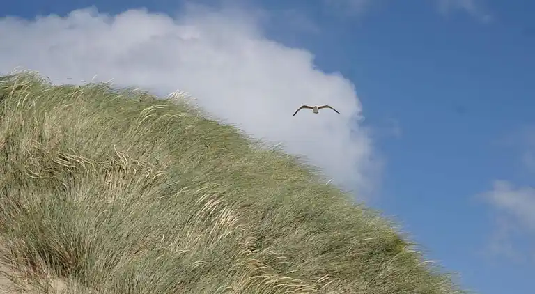 Vakantiehuis in Kamperland