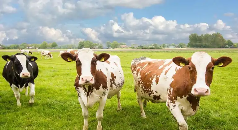 Maison de vacances au Holten
