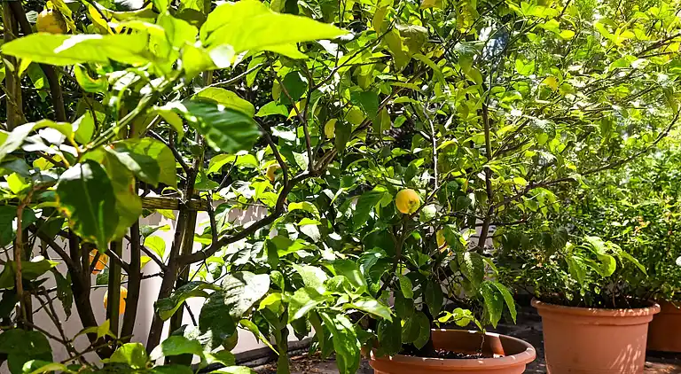 One & Only Apartment mit Seeblick