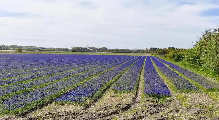 Sommerhus i Region Holland