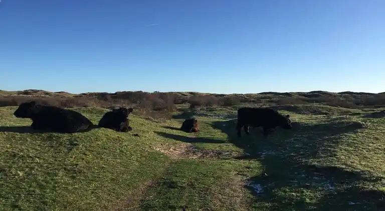 Sommerhus i Region Holland