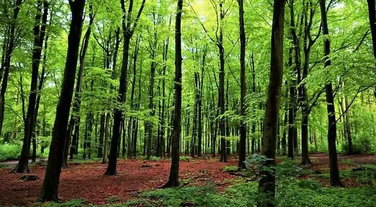 Landhaus in Loosduinen
