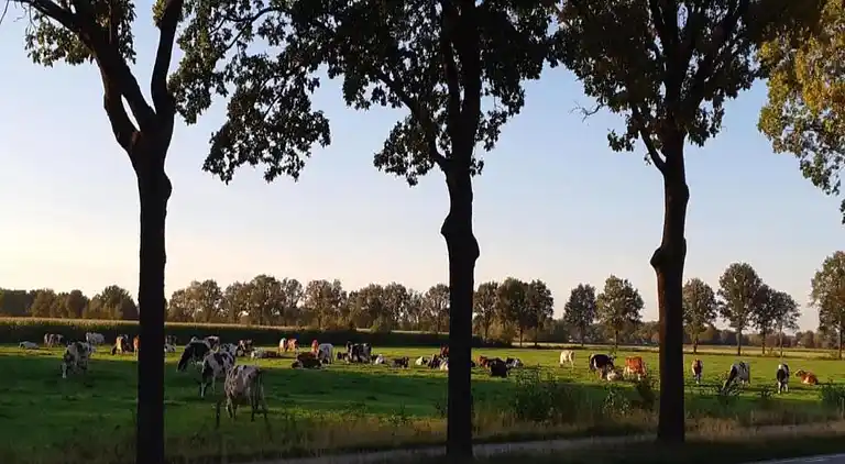 Ferienwohnung in Cadzand
