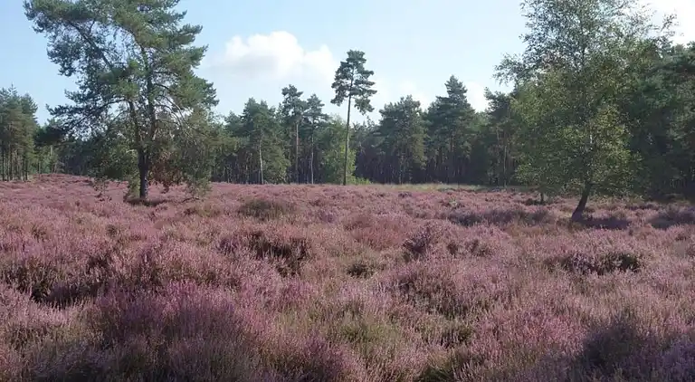 Sommerhus i Udenhout