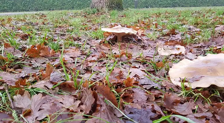 Holiday home in Arcen