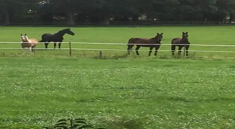 Villa i Ferienpark Gut Langen